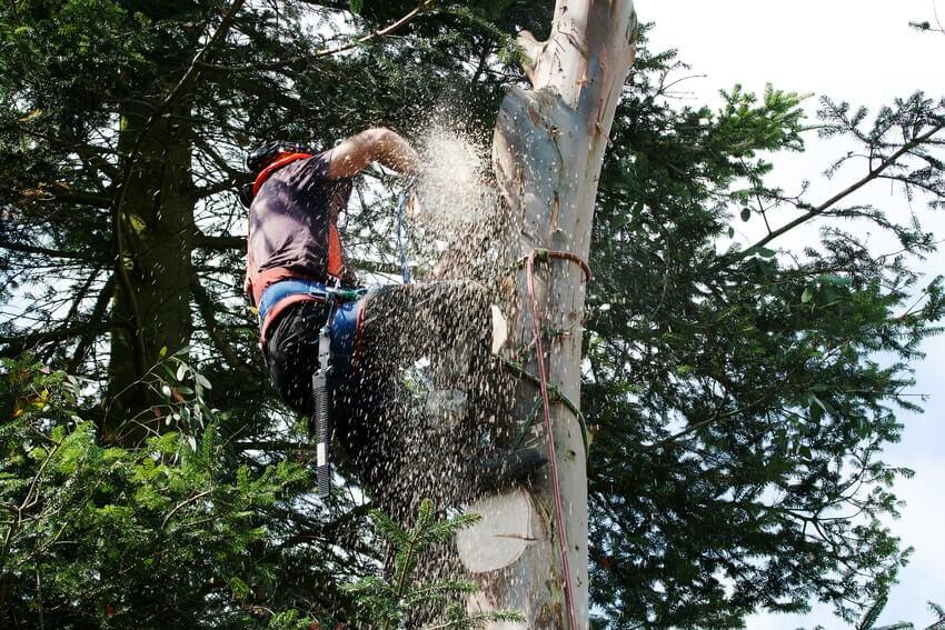 Tree Surgeons Bickley BR1